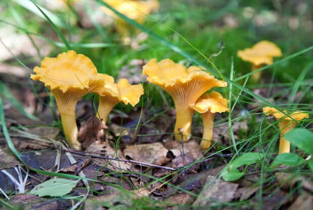 Chanterelle mushrooms in Grass