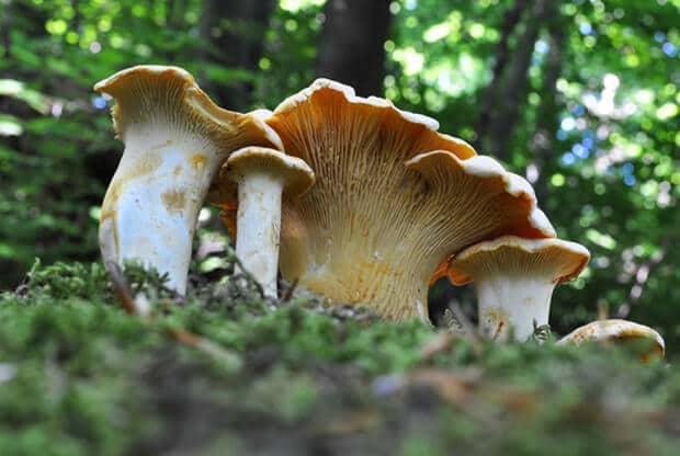 group chanterelle mushroom wood cantharellus cibarius